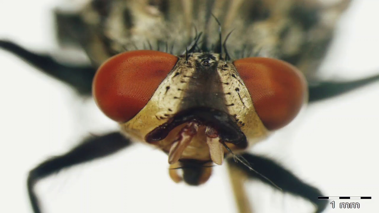 Identification of Adult Flies (Muscidae and Sarcophagidae)