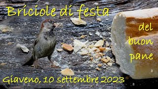 Briciole Del Buon Pane Di Giaveno - 2023