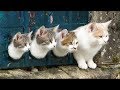 Funny Kittens and Cats Compilation #3 2018 || FunnyVines