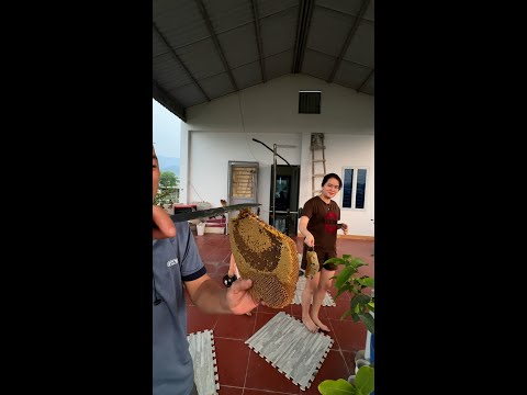 Tin anh đi nó không đốt đâu mà lo _ Bắt tổ ong ruồi trên tầng thượng tại Điện Biên