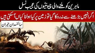 Discovery Of The Crazy Ants Documentary In Urdu Hindi