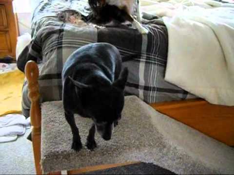11 18 11 delilah.wmv chihuahua facts