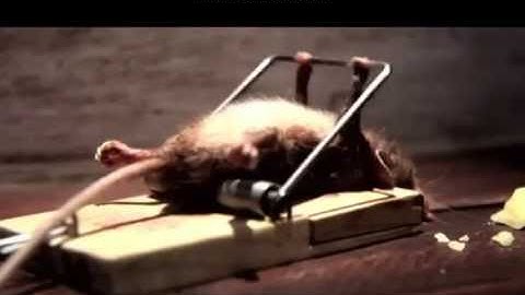 Bẩy bắt chuột kinh khủng nhất lịch sử loài người