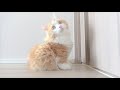 The Munchkin kitten who wants to open the door is so cute.