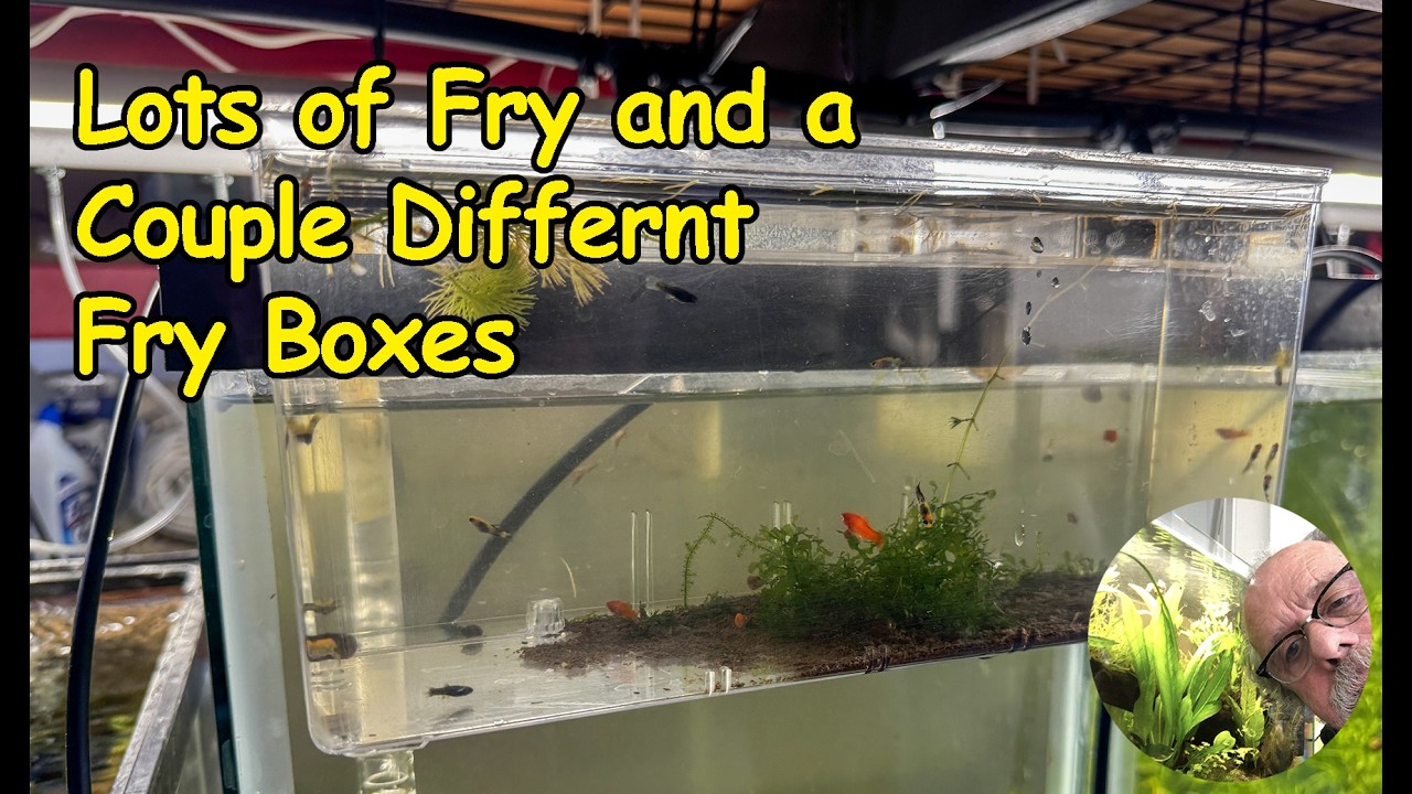 Moving Fry Around