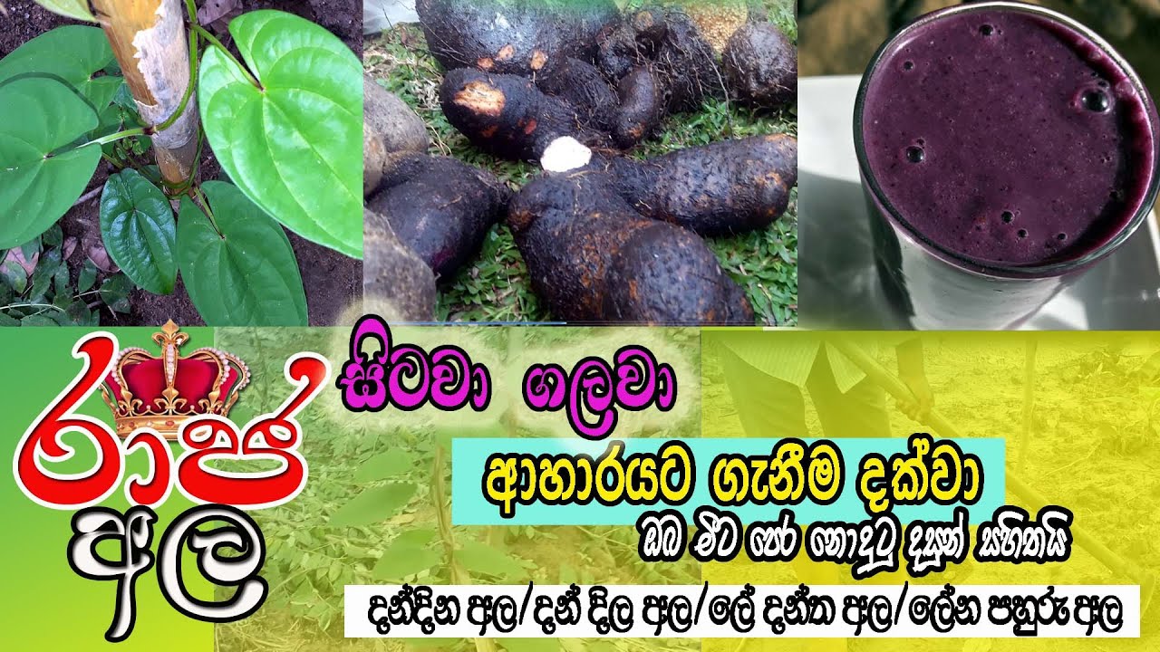 #රාජ අල/දන්දින අල/දන්දිල අල/ලේ දන්ත/ලේන පහුරු අල/ Raaja Ala / #Village Power