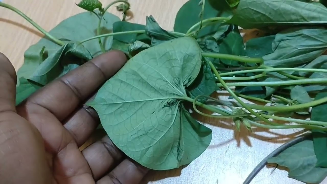 UMERA INKISOKO ITOBOTSE MUBURIRI💦 (AMAVANGINGO ARISUKA ) UMUTI WITWA BURYOHE 👍 Mpamagara