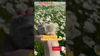 LAGU ANAK AYAM TEK KOTEK KOTEK - Lagu Anak Anak #shorts