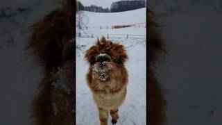 この顔にご用心 ビバアルパカ牧場