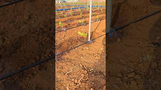 Upgraded our woodland with intelligent watering system.Automated irrigation saves time and effort.