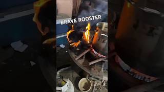 BRAVE ROOSTER . @slshorts4986
