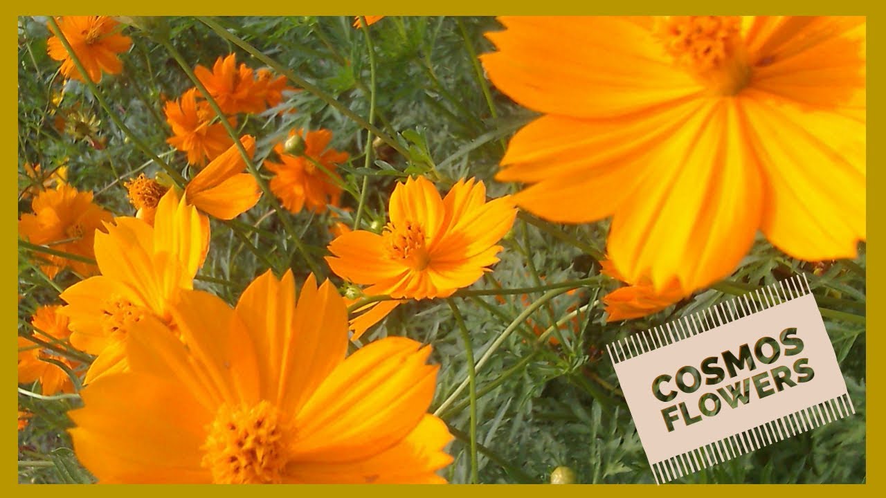 How to Grow and Care of Cosmos in home containers | Asim Nawaz Garden