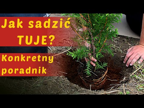 Wideo: Jak sadzić żywotniki i dbać o nie?