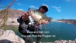 Fishing for Largemouth Bass with the ECO-Popper - Underwater footage