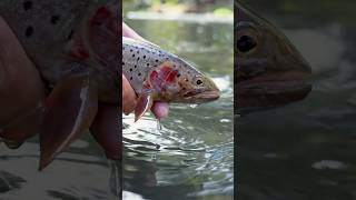 The Best Flies for Fall Fly Fishing: 10 Must-Have Patterns