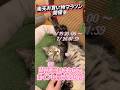 【最大10倍】ペット用品ストックするなら今！楽天お買い物マラソン開催🐾 #楽天市場 #ペット #ペット用品 #犬のいる暮らし #猫のいる暮らし #ペッツビレッジクロス