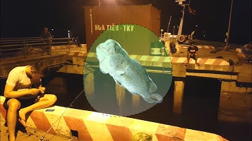 Câu Cá Vược 0.2kg Bên Cảng Cửa Ông Lúc Nửa Đêm- Đội Câu Cẩm Phả (Tập 13)