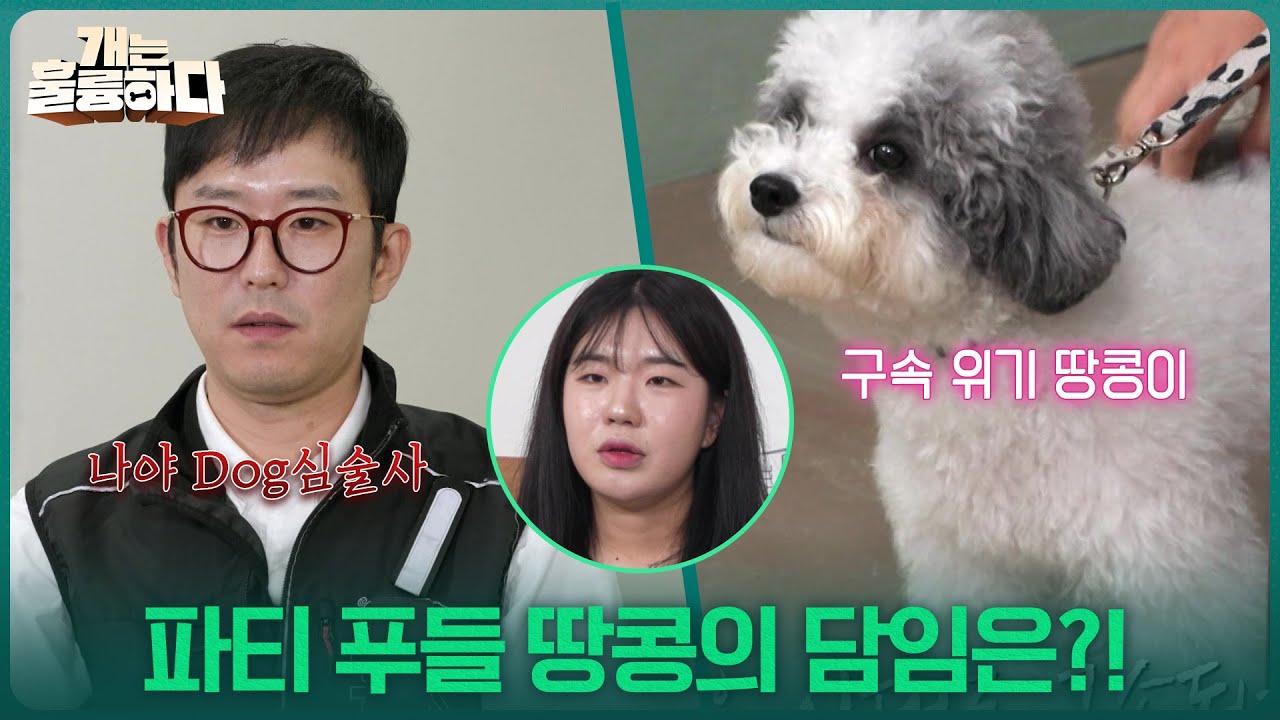 파티 푸들 땅콩의 담임은?! ＂Dog심술사 맛 좀 볼래?!＂  [개는 훌륭하다] | KBS 251113 방송