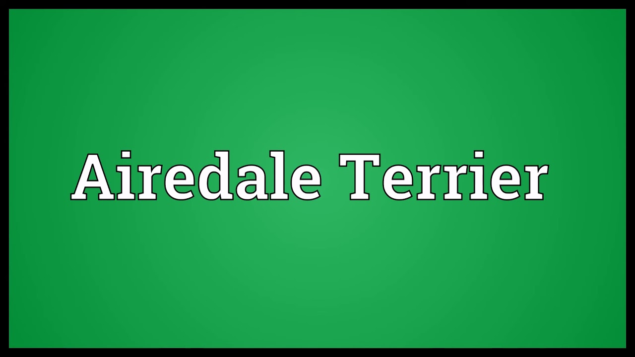 Airedale Terrier Meaning