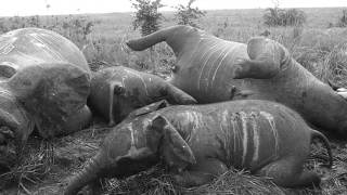 The Truth Behind Elephant Paintings