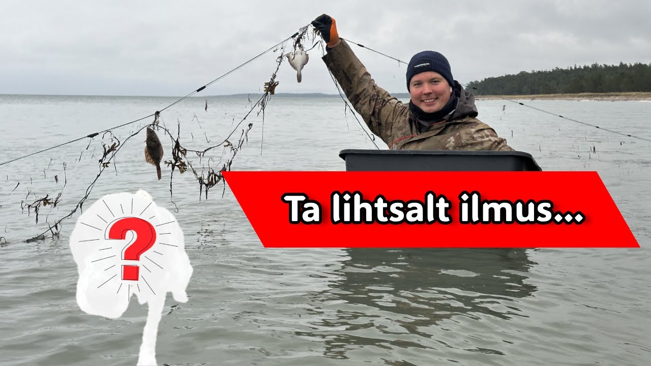 Ta lihtsalt ilmus… ja jäi! Meie kõige kummalisem Hiiumaa lesta trip