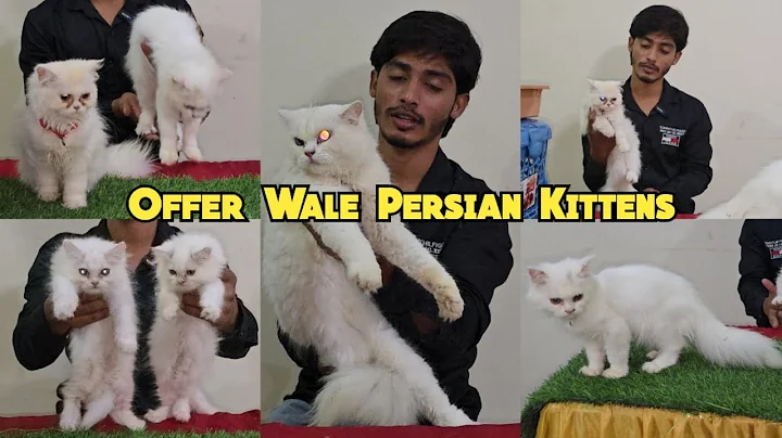 Video 11000121: persian kittens cattery, persian cat odd eyes, pet farms