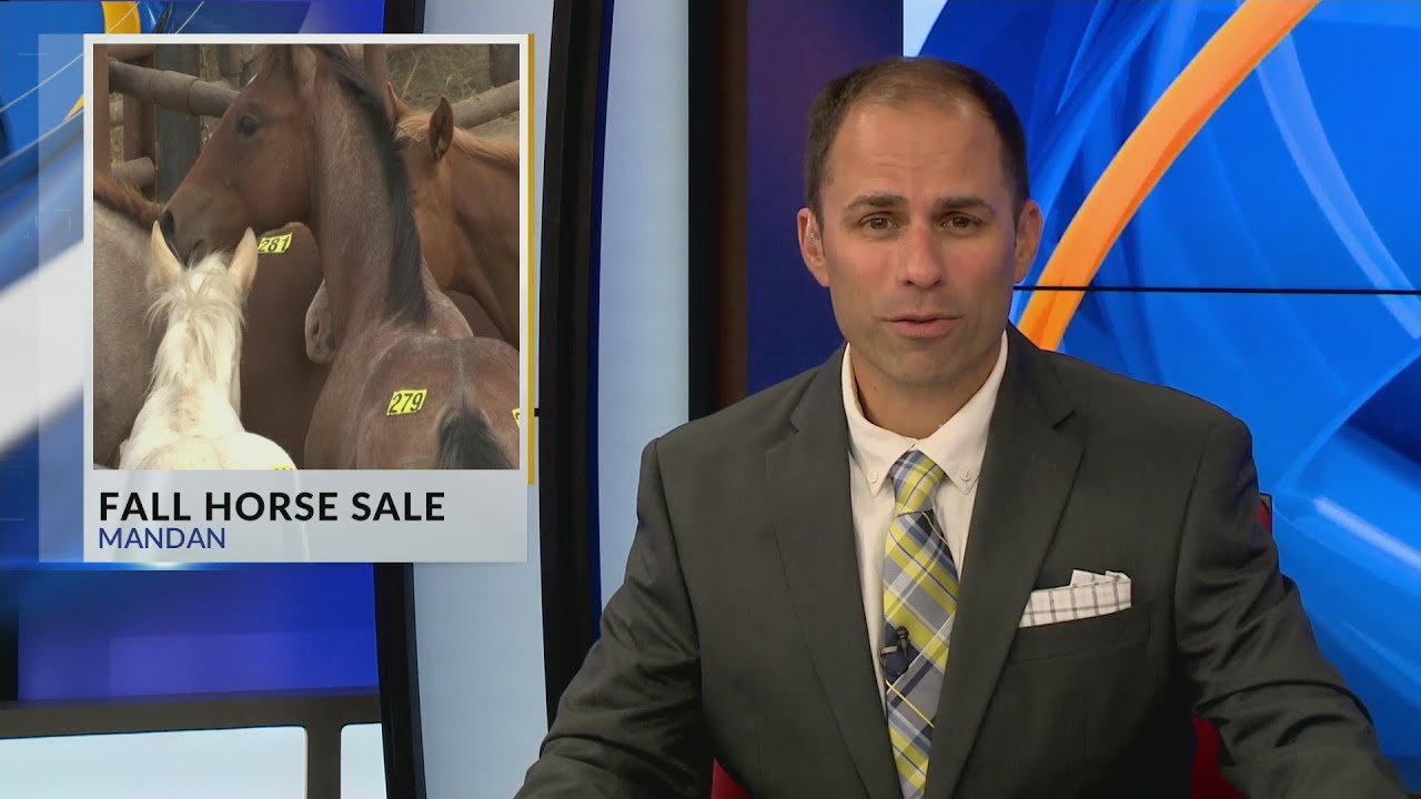 Fall Horse Sale in Mandan YouTube