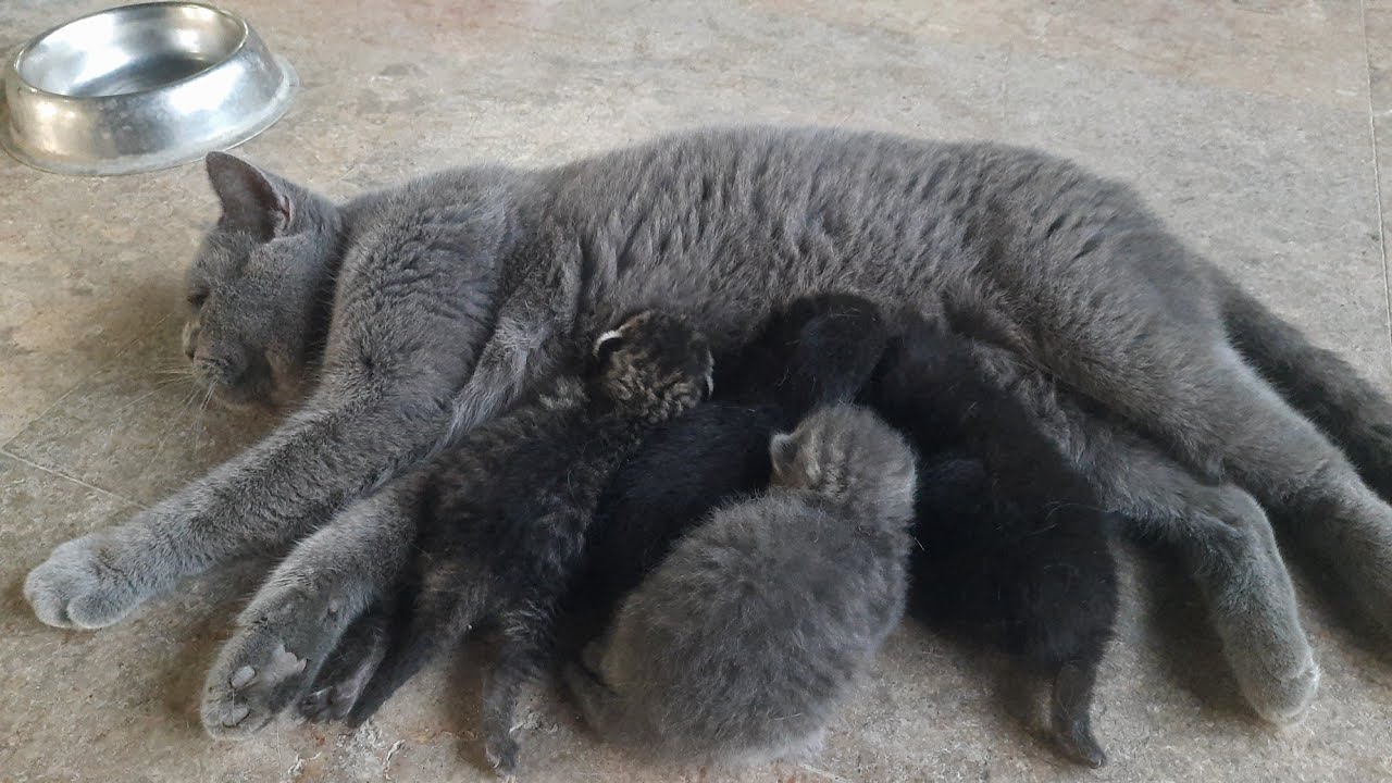 Bukti kasih sayang induk kucing pada anaknya saat menyusuhi anaknya dengan kesabaran