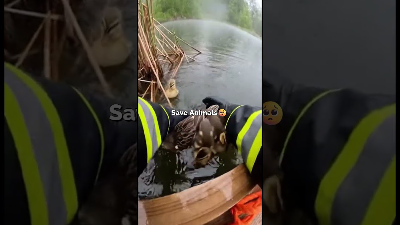 The Day After New Year’s — Flood Rescues That Saved Tiny Lives 🌧️🐾