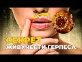 Секрет живучести ГЕРПЕСА | DeeaFilm