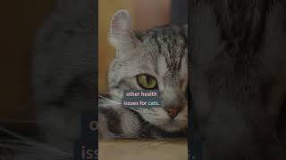 Can My Cat Eat Banana Bread? #shorts