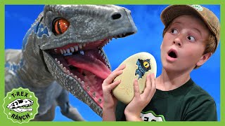 Blue Raptor Surprise Egg Dinosaur Toy! +40 Minutes of TRex Ranch Adventures for Kids