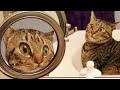 Weekly Funny Cats 😹 And Dogs 🐶 Videos - Try Not To Laugh!