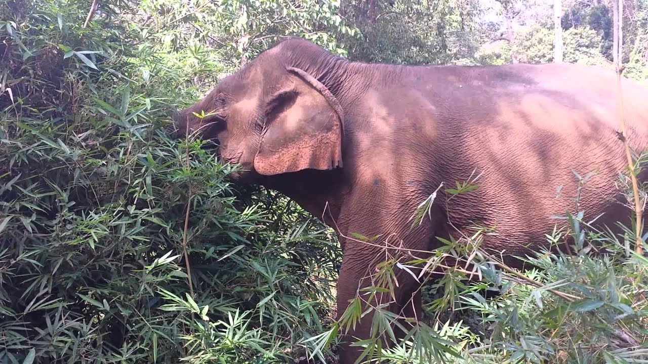 Elephant eating bamboo YouTube
