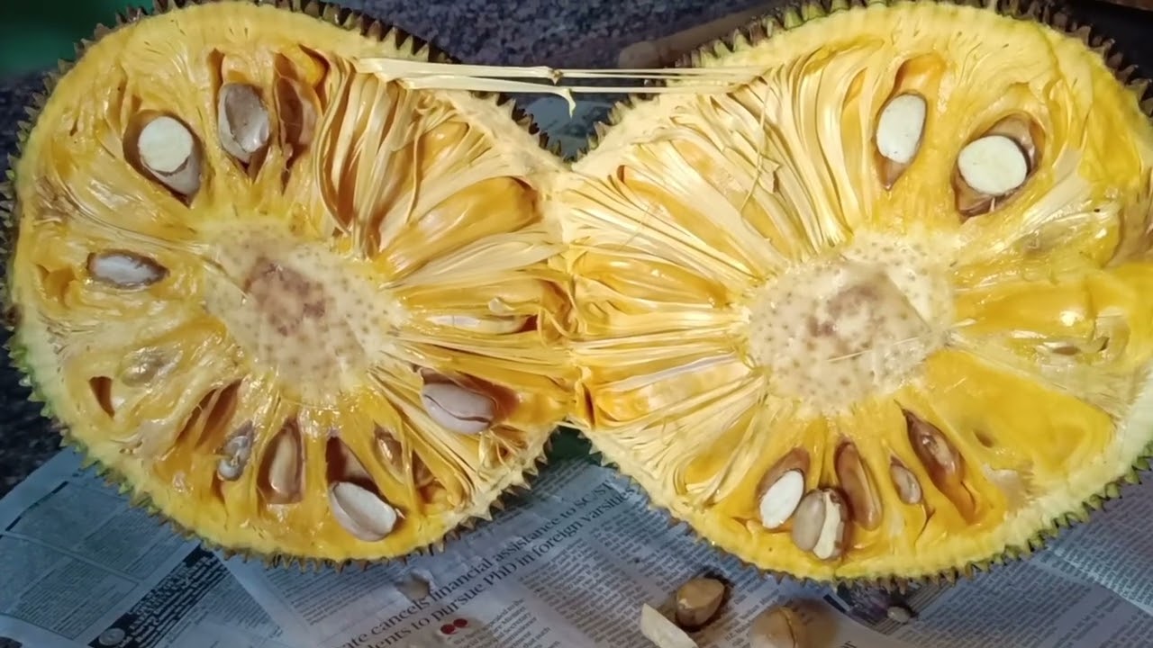 J33 Jackfruit 36brix.01/Mar/2025 8+ to 9 days Ripening Part-1 Tamil