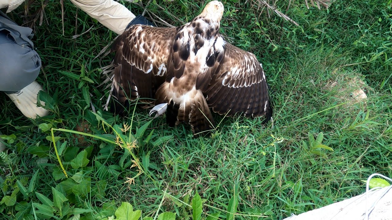 អកភ្នំចាប់ច្រឡំចំណី ចំដៃម្ចាស់ឈាម  