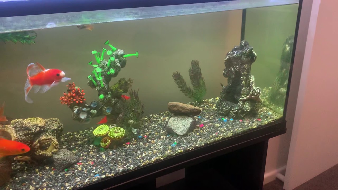 The best value starter aquarium to buy! YouTube