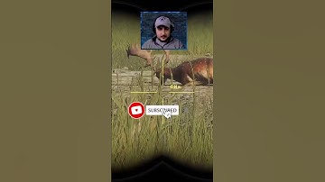 DIAMOND Fallow Deer 😲 in theHunter Call of the Wild #cotw