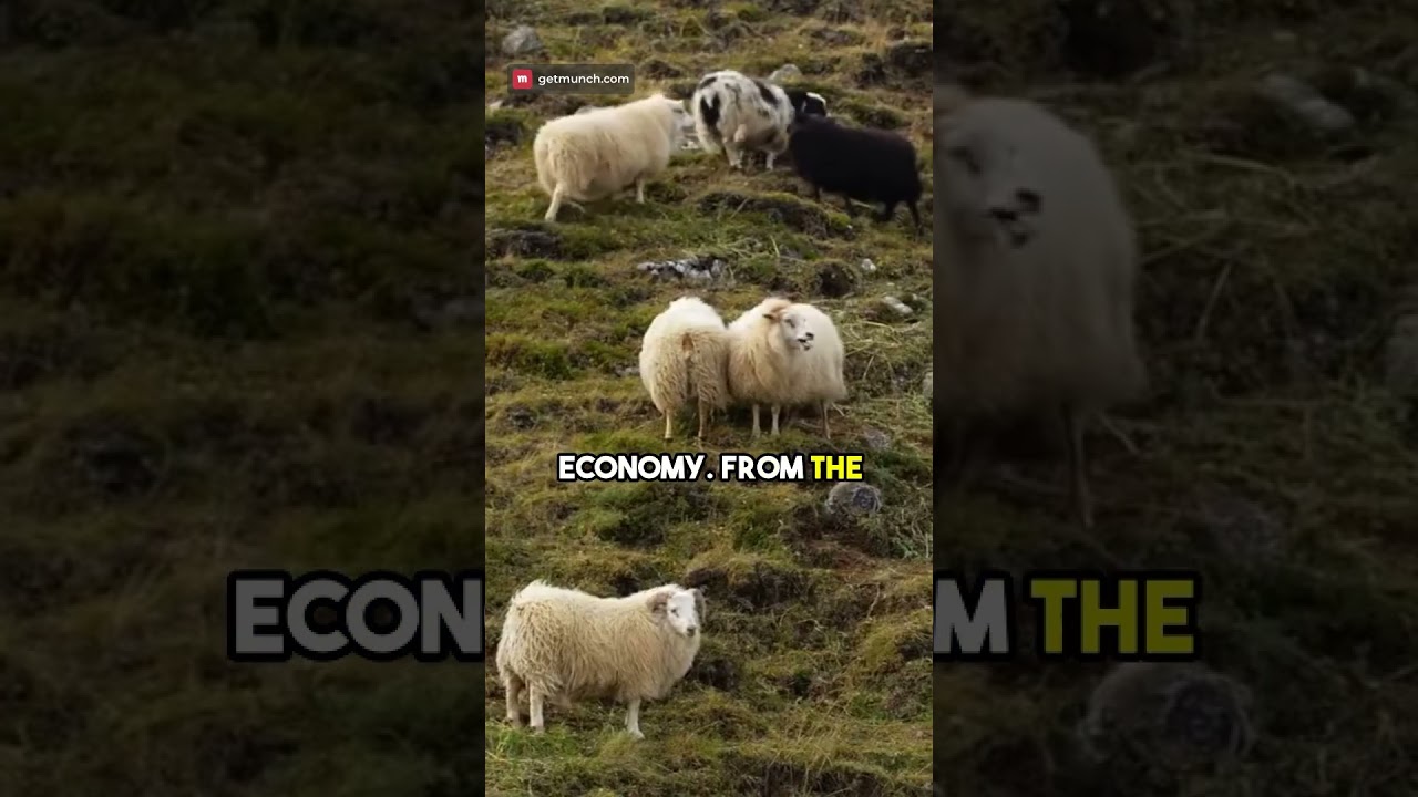 Woolly Force: Ireland's Sheep Population