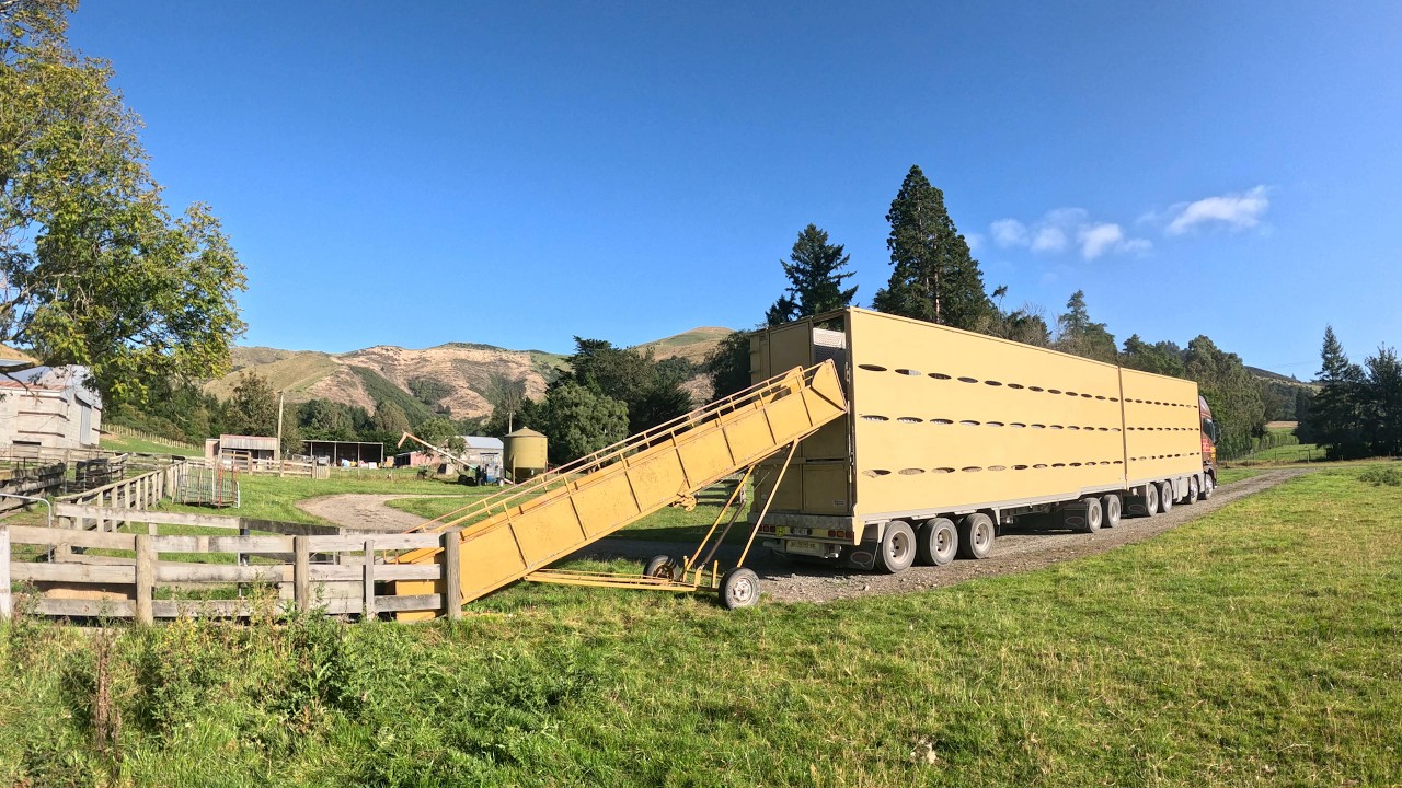Trucking Ewes home for Shearing.. New Zealand Working Dogs