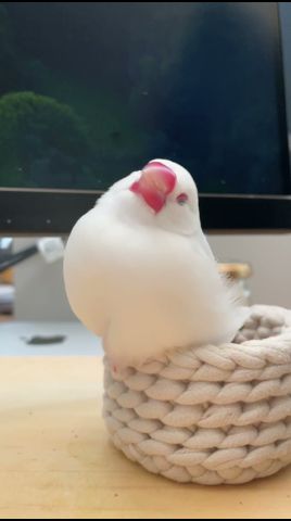 仕事中も可愛い姿を見せてくれる文鳥