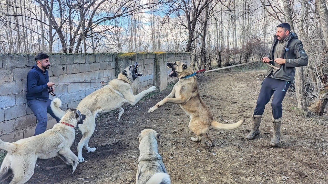 ORTALIK BİR ANDA KARIŞTI ~KATİL VE TYSON +ALFA 