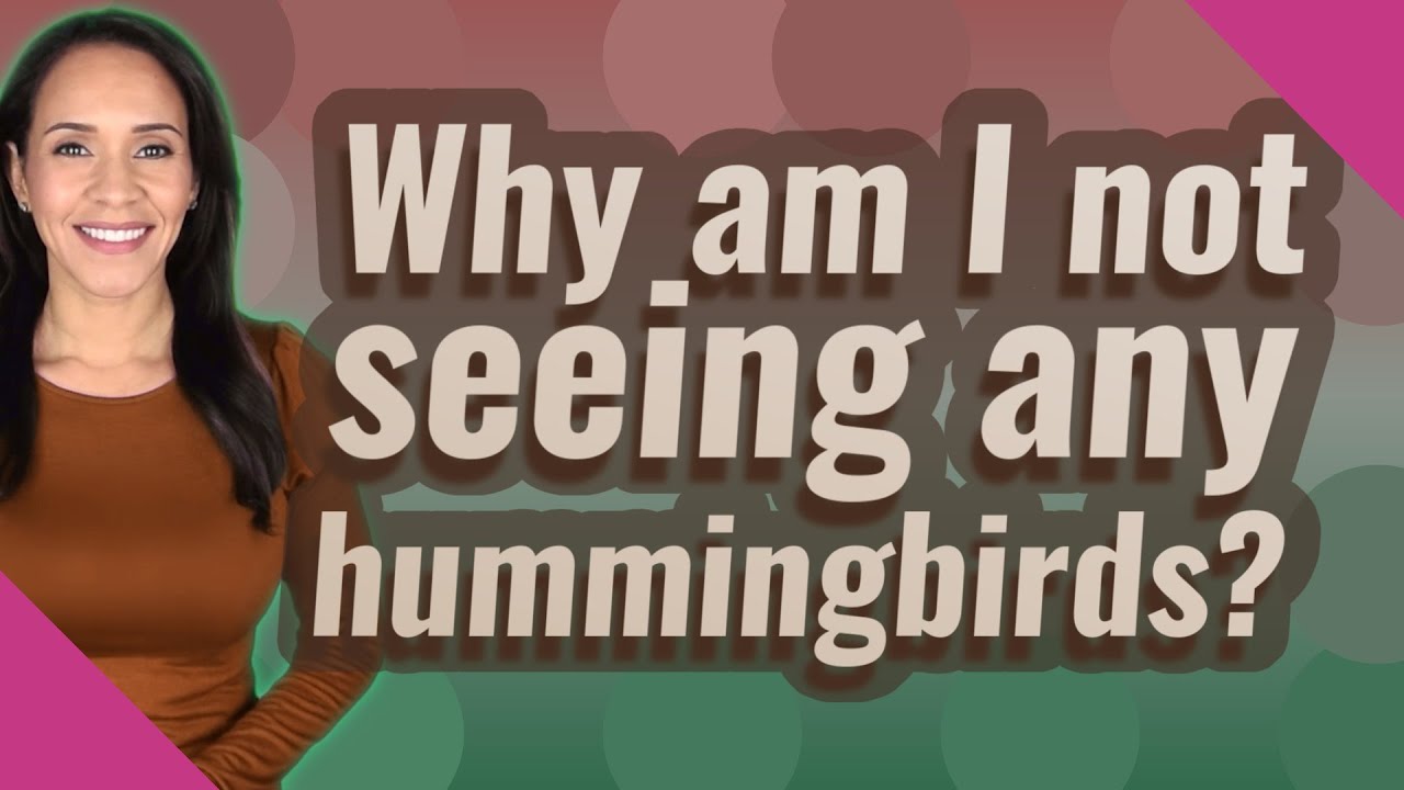 Why am I not seeing any hummingbirds? YouTube