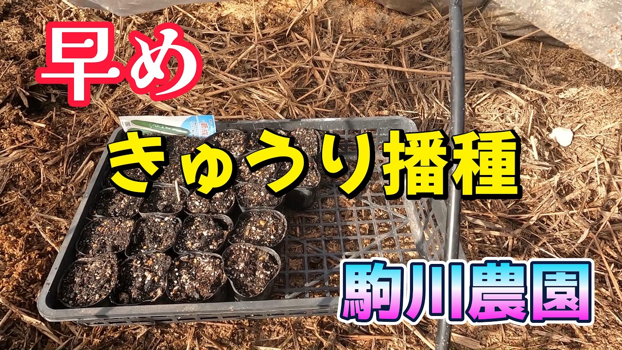 Early cucumber sowing: An attempt at forced cucumber cultivation