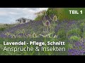 Lavendel - Pflege, Schnitt, Ansprüche, Insekten