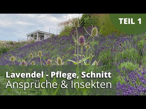 Video: Können Sie Lavendel drinnen anbauen: Erfahren Sie mehr über den Anbau von Lavendelpflanzen drinnen