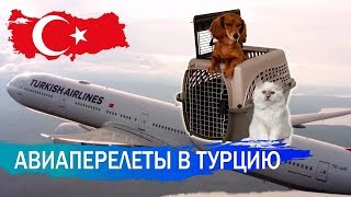 Авиаперелет в Турцию. Летим с животным. Авиаперелет в Турцию. Летим с животным.