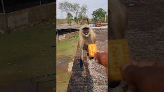 Monkey Came Running On Rooftop 🍪!