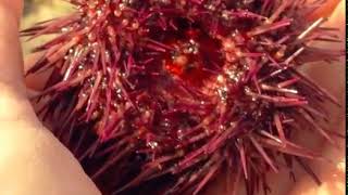 urchin 2 upside down