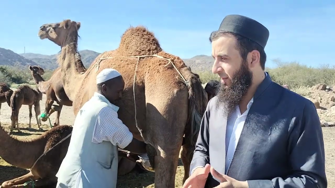 شیرێ حێشترێ.